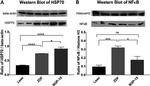 Histone H3 Antibody in Western Blot (WB)