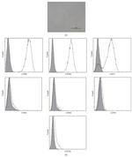 CD19 Antibody in Flow Cytometry (Flow)