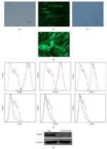 CD34 Antibody in Flow Cytometry (Flow)