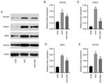 PCK2 Antibody in Western Blot (WB)