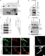 Cullin 1 Antibody in Western Blot (WB)