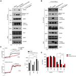 Cullin 1 Antibody in Western Blot (WB)