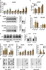 H3K27ac Antibody in ChIP Assay (ChIP)