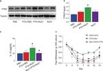 FPR2 Antibody in Western Blot (WB)