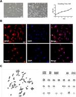 GFAP Antibody in Immunocytochemistry (ICC/IF)