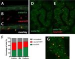 GFP Antibody in Immunohistochemistry (IHC)