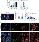 BrdU Antibody in Immunohistochemistry (IHC)