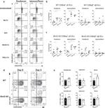 BrdU Antibody in Flow Cytometry (Flow)