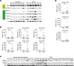 Annexin A11 Antibody in Western Blot (WB)