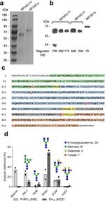 Complement Factor H Antibody in ELISA (ELISA)