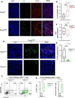 Granzyme B Antibody in Flow Cytometry (Flow)