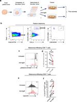 Granzyme B Antibody in Flow Cytometry (Flow)