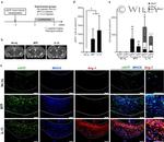 MHC Class II (I-A/I-E) Antibody in Immunohistochemistry (IHC)