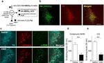 mCherry Antibody in Immunohistochemistry (IHC)