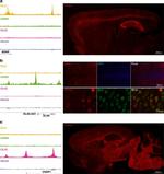 mCherry Antibody in Immunohistochemistry (IHC)