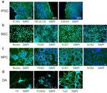 SSEA4 Antibody in Immunocytochemistry (ICC/IF)