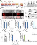 TRA-1-60 Antibody in Immunohistochemistry (IHC)