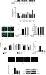 Lamin B2 Antibody in Western Blot (WB)