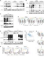 O-linked N-acetylglucosamine (O-GlcNAc) Antibody in Western Blot (WB)