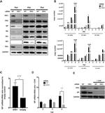 Influenza A M2 Antibody in Western Blot (WB)