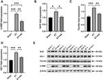 Ferritin Antibody in Western Blot (WB)