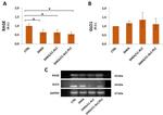 RAGE Antibody in Western Blot (WB)