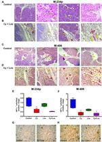 HIF1A Antibody in Immunohistochemistry (IHC)