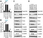 Caspase 3 Antibody in Western Blot (WB)