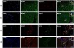 Synaptophysin Antibody in Immunohistochemistry (PFA fixed) (IHC (PFA))