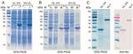 6x-His Tag Antibody in Western Blot (WB)