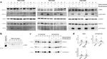 TSG101 Antibody in Western Blot (WB)