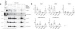 TSG101 Antibody in Western Blot (WB)