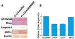 CHOP Antibody in Western Blot (WB)