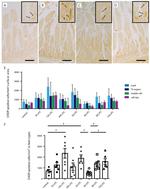 CHOP Antibody in Immunohistochemistry (Paraffin) (IHC (P))