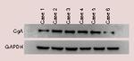 CGA Antibody in Western Blot (WB)