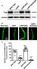 P-Glycoprotein Antibody in Western Blot (WB)