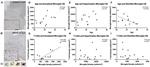 HLA-DR Antibody in Immunohistochemistry (IHC)