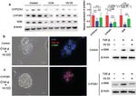 CYP2R1 Antibody in Western Blot (WB)