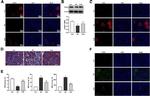 PPAR alpha Antibody in Immunohistochemistry (IHC)