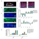 Lysozyme Antibody in Immunocytochemistry (ICC/IF)