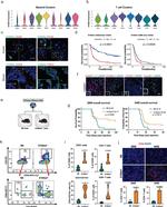 CD3e Antibody in Immunohistochemistry (Frozen) (IHC (F))