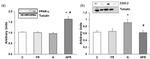 COX2 Antibody in Western Blot (WB)