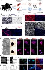 CD44 Antibody in Immunocytochemistry (ICC/IF)