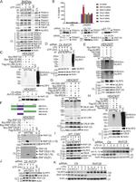 TRIM14 Antibody in Western Blot (WB)