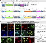 S-peptide Epitope Tag Antibody in Western Blot (WB)