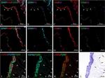 HSP90 alpha Antibody in Immunohistochemistry (Frozen) (IHC (F))