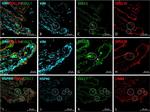 HSP90 alpha Antibody in Immunohistochemistry (Frozen) (IHC (F))