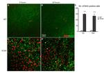 BrdU Antibody in Immunohistochemistry (Frozen) (IHC (F))