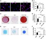 BrdU Antibody in Immunocytochemistry (ICC/IF)