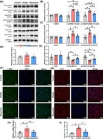 Phospholamban Antibody in Western Blot (WB)